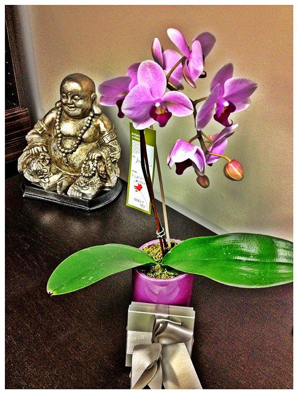 Orchids for Amber
